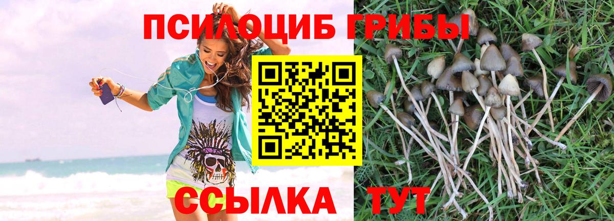 Псилоцибиновые грибы GOLDEN TEACHER  Вход с VPN  Элиста 